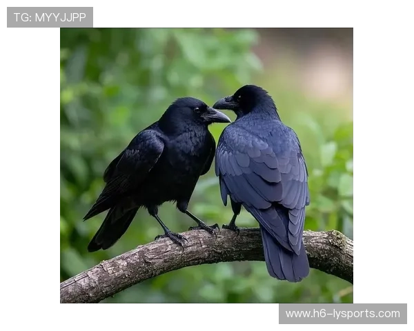 乌鸦主力回归，整体实力提升显著，乌鸦主e